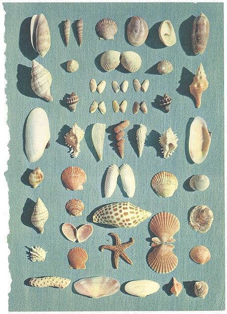 flat-lay #layout made of different #seashells No Ordinary Girl, She Sells Seashells, Beach Crafts, Shell Art, Shell Crafts, Sea Creatures, Wall Collage, Sea Life, Kitsch