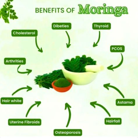 benefits of moriga Benefits Of Moringa, African Herbs, Moringa Benefits, Herbal Medicine Recipes, Moringa Powder, Healthy Cholesterol Levels, Thyroid Function, Nutritional Deficiencies, Reproductive Health