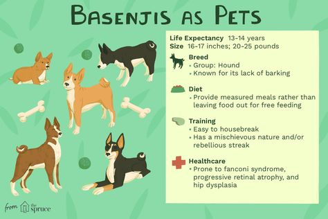 Basenji Puppy, Basenji Dogs, Top Dog Breeds, Unique Dog Breeds, Hypoallergenic Dogs, Dog Odor, Dog Facts, Different Dogs, Modern Dog