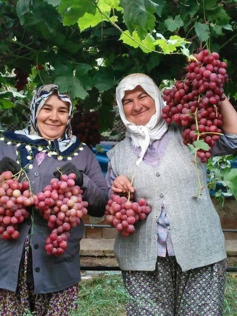 Turkish women with Grapes Turkey Culture, John 15 5, Turkish Culture, Egypt Travel, Fun Texts, Working People, Country Charm, Old People, Varanasi