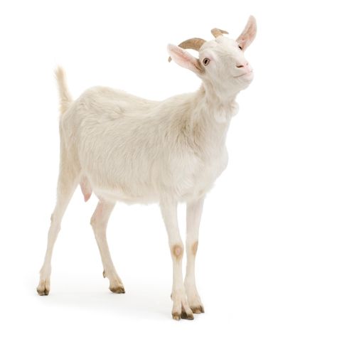 Goat standing up isolated on a white bac... | Premium Photo #Freepik #photo #goat #goat-farm #livestock #domestic-animals Fur Background, Female Goat, Sheep Paintings, Angora Goats, Christmas Card Art, Goat Farming, Cartoon Clip Art, A White Background, Cute Funny Animals