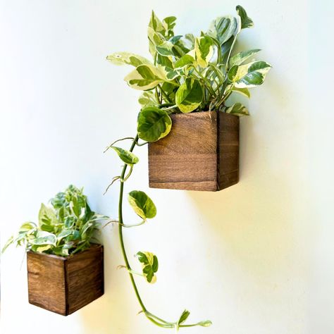 PRICES MAY VARY. 2-PACK SET: 4x4x4 inch. Pick the right size for your plants to prevent unpleasant experiences and potential wastage of resources. These wood box plant decor provide a compact and versatile option for displaying your favorite plants or creating captivating centerpieces. Plants NOT included EASY TO USE: These square planters also can be used for rail, railings, and fences or simply just placed on a tabletop. Create a unique wall garden or give your deck, porch, or balcony a new lo Herb Balcony, Indoor Plant Window, Hanging Centerpiece, Indoor Plant Wall, Plant Window, Wall Planters, Hanging Plant Wall, Wood Planter, Wood Planter Box