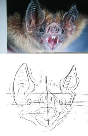 Head Drawing Tutorial, Bats Drawing, Bat Anatomy, Bat Sketch, Head Drawing, Bat Art, Drawing Lesson, Arte Van Gogh, Cute Bat