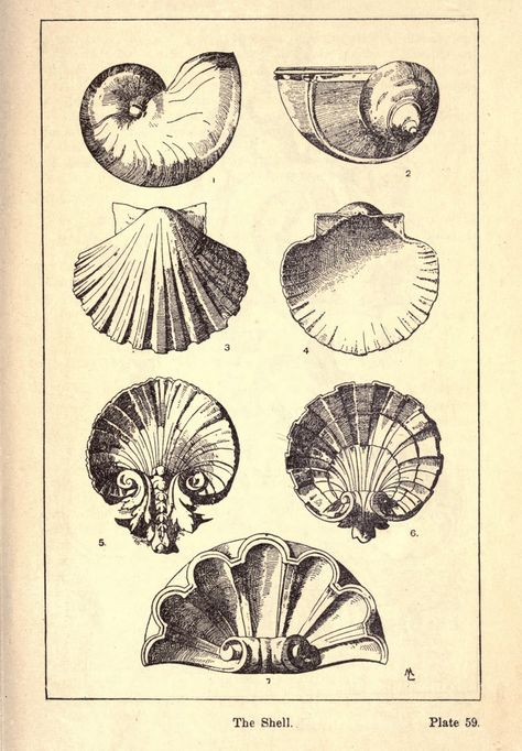 Vintage Ephemera: Engraving, Decorative Seashells, 1920 Baroque Frame, Vintage Printables, Vintage Ephemera, Rococo, Grammar, Art Inspo, Sea Shells, Art Nouveau, Vintage World Maps