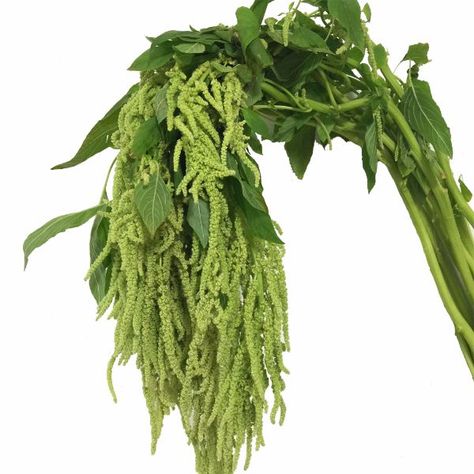 Amaranthus_Hanging_Green- mayesh pdx flower market Flower Encyclopedia, Green Amaranthus, Spring Wedding Trends, Flowers Guide, Hanging Amaranthus, Private Wedding Ideas, Flower Library, Flower Moxie, Wedding Flower Guide