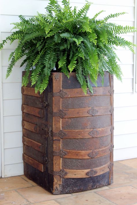 Antique trunk turned sideways aand used as a plant stand. Why didn't I think of that? 🤷‍♀️ Trunk Display Ideas, Antique Trunks Decor Living Rooms, Decorating With Antique Trunks, Repurposed Trunk Ideas, Antique Trunk Decor Ideas, Decorating With Trunks, Antique Trunk Decor, Trunk Decorating Ideas, Antique Trunk Makeover