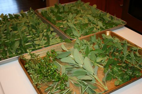 Herbs Drying, Drying Fresh Herbs, Patio Herb Garden, Herb Drying, Food Dehydration, Preserving Herbs, Hanging Herb Garden, Dry Herbs, Hanging Herbs