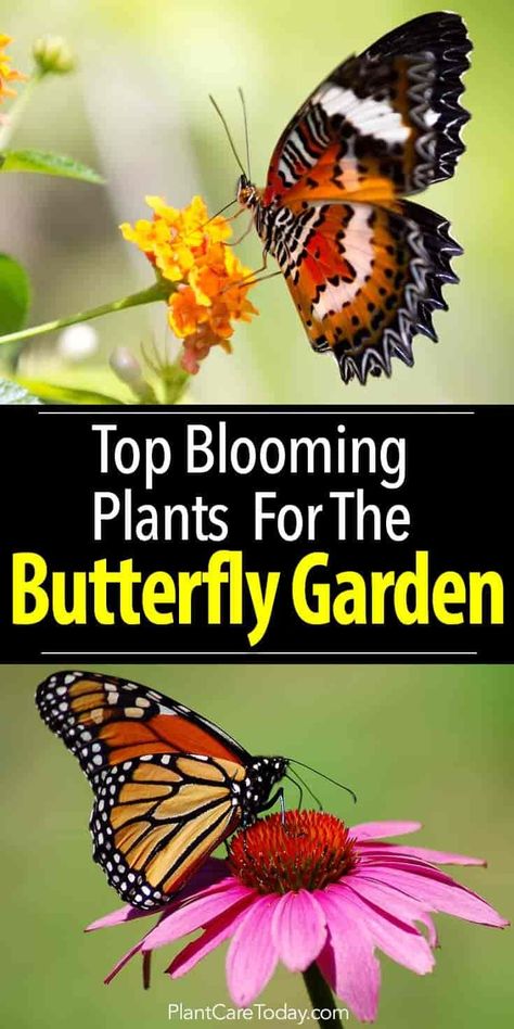 Grow the right butterfly garden plants and establish smart garden practices to attract and provide a safe haven for butterflies. [LEARN MORE] Butterfly Garden Plants, Butterfly Garden Design, Butterfly Plants, Hummingbird Garden, Smart Garden, Pollinator Garden, Beautiful Flowers Garden, Blooming Plants, Garden Designs