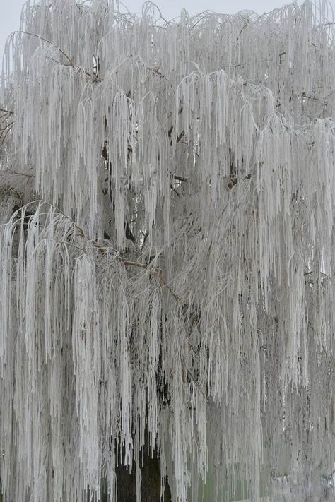 Frozen Willow Tree, Wenatchee Heights by John Applegate White Willow Tree, Frozen Tree, Ice Tree, Winter Moodboard, Fallen Kingdom, Falling Kingdoms, Weeping Willow, Tree Roots, Willow Tree