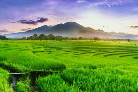 Morning view of green rice fields | Premium Photo #Freepik #photo #rice-field #paddy-field #countryside #rural Rice Farming, Farming Technology, Green Rice, Field Wallpaper, Green Farm, Agricultural Land, Rice Fields, Morning View, Fields Photography