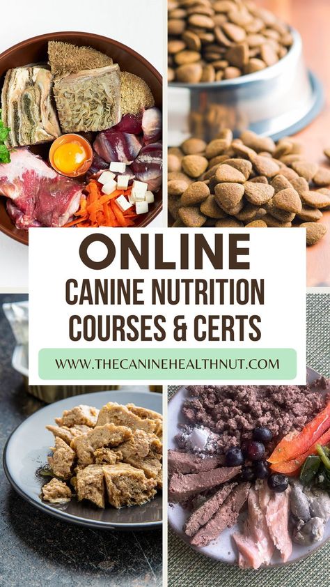 A list of different types of online canine nutrition certifications - from several hours, all the way up to years of education required for completion. Some certifications focus on conventional products, and other focus on homemade or even raw food diets. Canine Nutrition, Nutrition Basics, Natural Dog Remedies, Dog Dental Hygiene, Holistic Dog Care, Nutrition Certification, Dog Wellness, Dog Remedies, Pet Nutrition