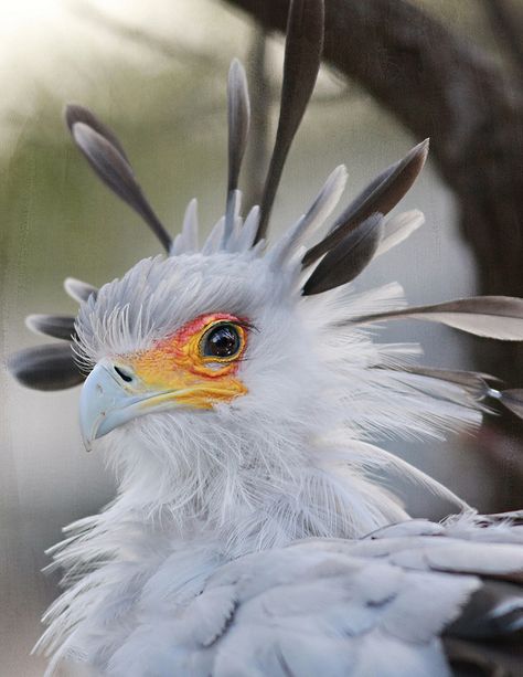 SECRETARY BIRD - The Secretarybird has traditionally been admired in Africa for its striking appearance and ability to deal with pests and snakes. Africans sometimes call it the Devil's Horse. As such it has often not been disturbed, although this is changing as traditional observances have declined. The Secretarybird is the national emblem of Sudan as well as a prominent feature on the Coat of arms of South Africa. - Wikipedia Secretary Birds, Secretary Bird, Regard Animal, Arte Pin Up, Kinds Of Birds, Pretty Animals, Airbrush Art, Nature Birds, Exotic Birds