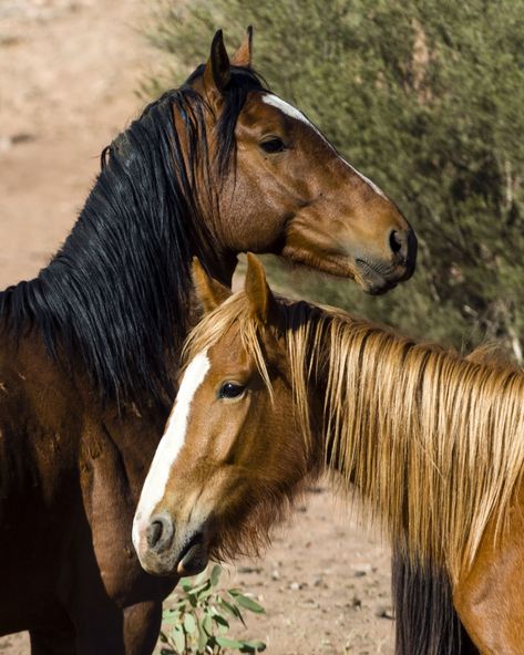 Did you know thousands of wild horses run free around Australia? As striking as they are galloping through the landscape, these feral horses, also known as brumbies, are causing severe damage to our alpine peatlands. To learn more about the impact of brumbies, comment with a horse emoji, and we will send an article link directly to your DMs! 🐴 📷 @jasonedwardsphoto Horse Emoji, Brumby Horse, Wild Horses Running, Types Of Horses, Australian Wildlife, Wild Horses, Country Life, Did You Know, Mammals