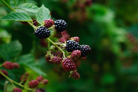 Pruning Blackberries, How To Grow Blackberries, Grow Blackberries, Thornless Blackberries, Blackberry Plants, Growing Blackberries, Blackberry Bush, Food Forest Garden, Mother Earth News