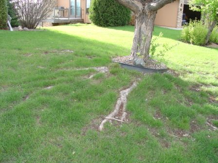 How To Cover Exposed Tree Roots, Tree Wells Ideas, How To Cover Tree Roots In Yard, Exposed Tree Roots Landscaping, Cover Tree Roots In Yard, Landscaping Around Exposed Tree Roots, Covering Tree Roots In Yard, Landscaping Around Big Trees, Landscape Around Tree Roots