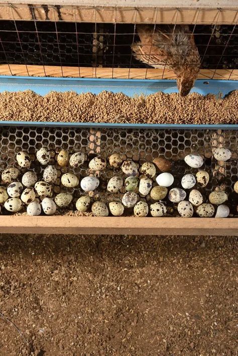 Raising Quail: A Guide for Beginners - Homestead Survival Site Quail Coop, Feed Trough, Raising Quail, Meat Birds, Eggs In A Basket, Broiler Chicken, Egg Packaging, Quails, Laying Hens