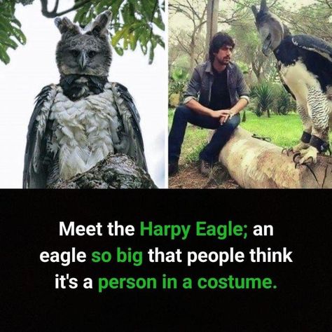 Unknown Animals, World Facts, Wierd Facts, Harpy Eagle, Psychological Facts Interesting, Fun Facts About Life, Interesting Science Facts, Unique Facts, True Interesting Facts