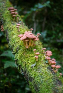 Voice Of Nature, Mushrooms Growing, Mossy Tree, Goblincore Aesthetic, Lichen Moss, Mushroom Pictures, Mushroom Fungi, Mushroom Art, Wild Mushrooms