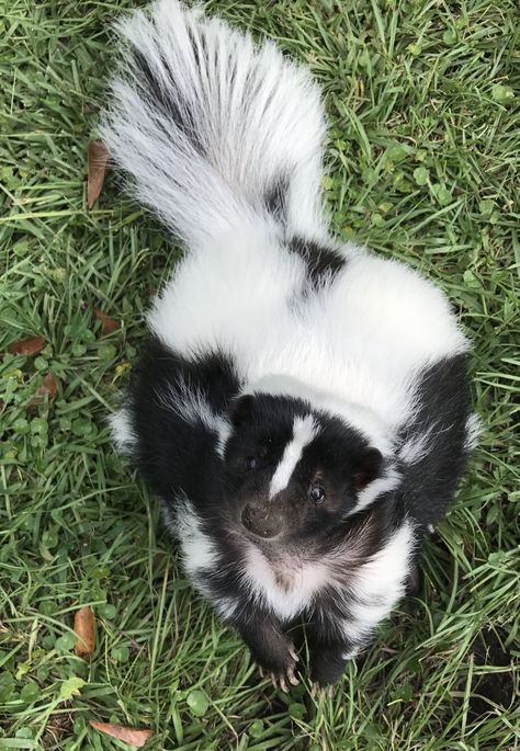 Skunk Aesthetic, Baby Skunk, Cute Skunk, Baby Skunks, Silly Cats Pictures, Pretty Animals, Silly Animals, Cute Wild Animals, Cute Animal Photos