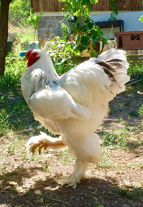 Splash light brahma Light Brahma, Brahma Chicken, Domesticated Animals, Chicken Houses, Rooster Breeds, Giant Chicken, Ranches Living, Coop Design, Beautiful Chickens