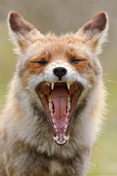 Fox yawns http://www.huffingtonpost.com/roeselien-raimond/fox-yawns_b_5677700.html Yawning Animals, Fox Reference, Quite Luxury, Fantastic Fox, Animal Study, Most Beautiful Animals, Pet Fox, Rare Animals, Pretty Animals