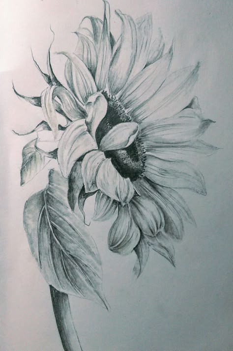 Tato 3d, Realistic Flower Drawing, Pencil Drawings Of Flowers, Sunflower Drawing, Sunflower Tattoos, Flower Drawings, Drawing Flowers, Butterfly Tattoos, Flower Sketches