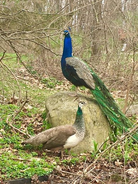 Indian Peacock and Peehen Peacock And Peahen, Noahs Ark Animals, Peacock Images, Peacock Photos, Bird Gif, Most Beautiful Birds, Peacock Bird, Bird Watcher, Game Birds