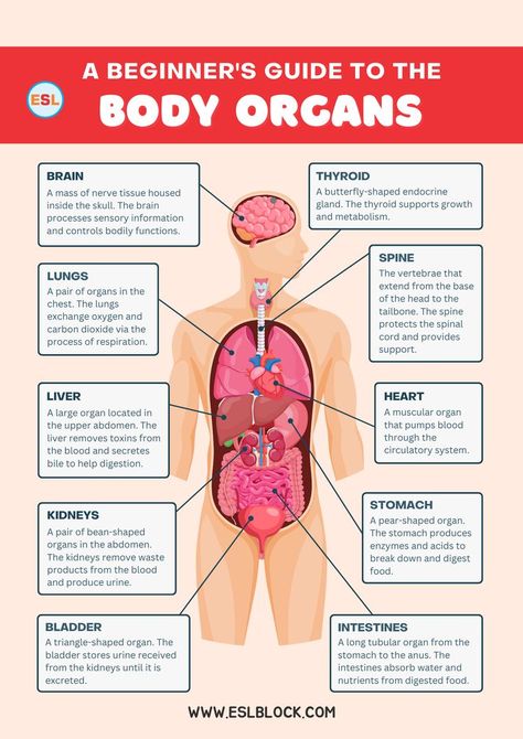 Understanding the internal organs of the human body and their functions is crucial for grasping how our bodies work. This comprehensive guide will explore the vocabulary related to human body organs, providing detailed explanations of each internal body part. Human Body Organs, Internal Organs, Body Organs, English As A Second Language, Second Language, The Human Body, Vocabulary, Human Body, Human