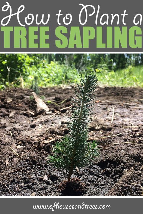 Tree Sapling, Small City Garden, Norway Spruce, Tree Seedlings, Christmas Farm, Spruce Tree, Plant A Tree, Tree Seeds, Tree Care