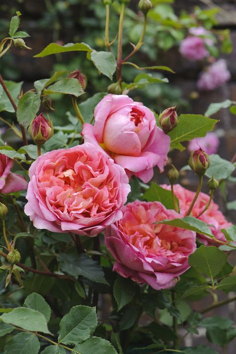 Boscobel John Clare, Deadheading Roses, Rosen Beet, David Austin Rose, Hgtv Garden, Austin Rose, Fragrant Roses, Rose Belle, Red Bud