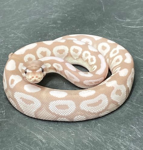 Hall Python Morphs, Ball Python Axanthic, Banana Pied Ball Python, Sketty Noodle, Banana Python, Mojave Ball Python, Banana Ball Python, Snake Morphs, Baby Ball Python