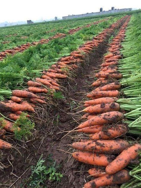 Carrot Farm, Carrot Gardening, Vegetable Garden Planner, Vegetable Farming, Farm Layout, Daucus Carota, Farm Lifestyle, Backyard Vegetable Gardens, Grow Tent