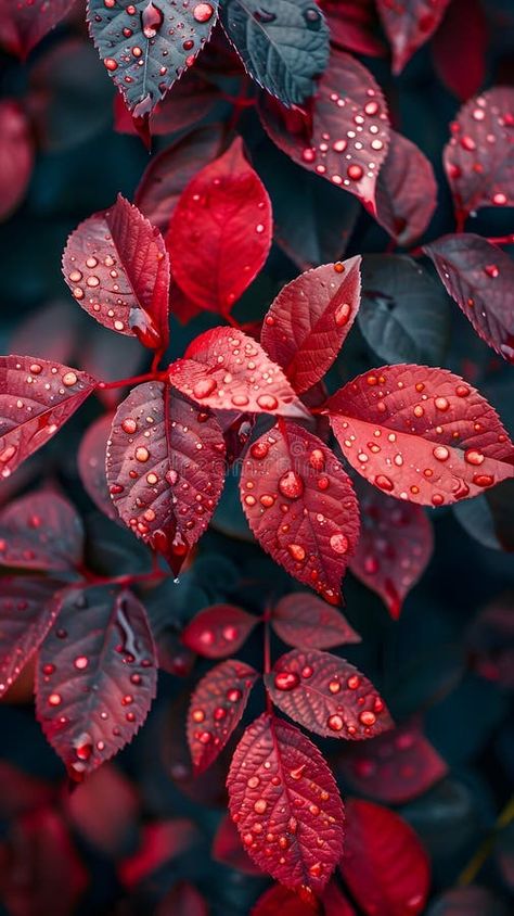 Closeup of carmine red leaves with water droplets royalty free stock photo Nature Up Close, Leaves Photography, Close Up Nature, Winter Macro Photography, Plant Macro Photography, Close Up Leaf Photography, Macro Photography Abstract, Leaf Macro Photography, Macro Photography Nature