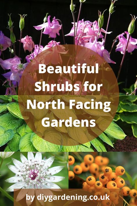 North West Garden, North Facing Yard Landscaping, Shrubs For North Side Of House, North Garden Ideas, Climbers For North Facing Wall, North Facing Garden Uk, North Facing House Landscaping, North Facing Flower Bed Front Yards, North West Facing Garden