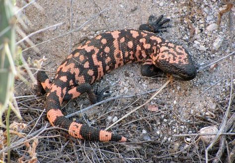 Gila Monster, Deadly Animals, Sonora Desert, State Of Arizona, Desert Life, Sonoran Desert, Rain Water Collection, Arizona Travel, Reptiles And Amphibians