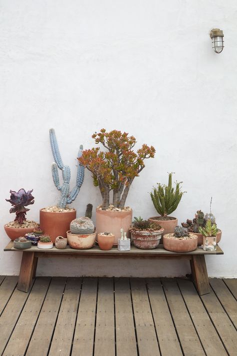 Cactus Garden Bed Ideas, Arizona Outdoor Potted Plants, Potted Cactus Garden, Arizona Garden Ideas, Desert Patio Ideas, Southwest Backyard, Desert Garden Landscaping, Terracotta Landscape, Arizona Backyard Ideas