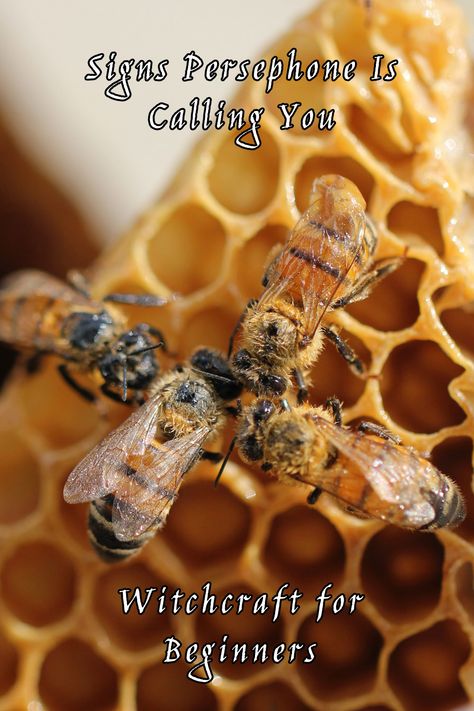 Have you been feeling like Persephone is reaching out to you? We’ll explain the signs of Persephone, how you can work with her and what offerings she likes Signs Persephone Wants To Work With You, Signs Of Persephone Witchcraft, How To Connect With Persephone, Work With Persephone, Signs Of Persephone, Persephone Spell, How To Feel Like Persephone, How To Work With Persephone, Offerings For Persephone