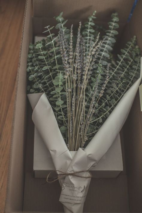 Dried Silver Leaf Mountain Gum Eucalyptus (Pulverulenta Sims) Branches and Lavender tied with twine for your shower. The steam in your shower will bring out the oils and fragrance providing an aromatic spa like shower. Spa Like Shower, Shower Bouquet, Eucalyptus And Lavender, Lavender Tie, Eucalyptus Lavender, Eucalyptus Bouquet, Dried Eucalyptus, Lavender Bouquet, Dried Flower Arrangements