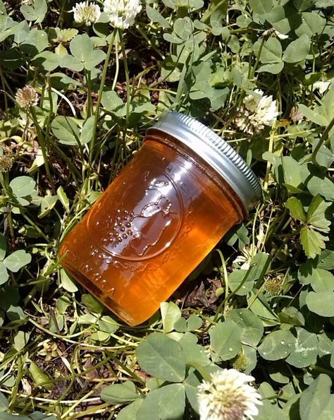 Clover Jelly Recipe, Clover Jelly, Edible Flowers Recipes, Oxtail Recipes, Jam Recipes Homemade, Foraging Recipes, White Clover, Homemade Jelly, Jelly Recipe