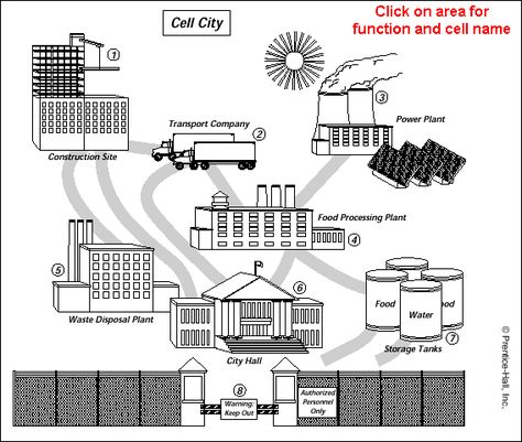 science.life.education: IMAGES & ANALOGIES AND MODELS & SYMBOLS Cell City Project, Analogy Worksheet, Cell Analogy, Cell City, Cell Parts, Cells Project, Cell Organelles, Animal Cell, Plant Cell