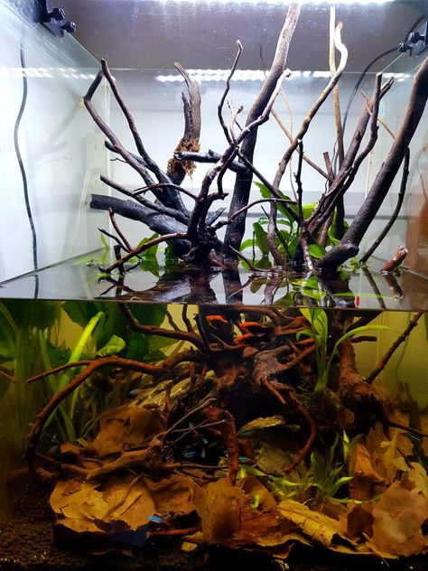 Betta Paludarium, Black Water Aquarium, Diy Ecosystem, Tropical Vivarium, Plants Minecraft, Blackwater Aquarium, Tank Aquariums, Aquarium Freshwater, Aqua Scape