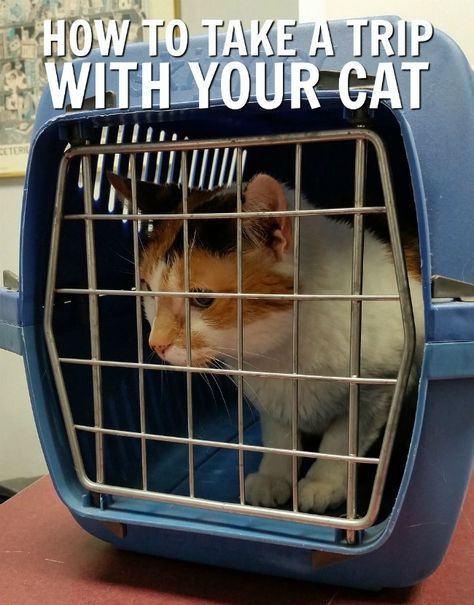 Taking a Trip with Your Cat? Take These Steps to Make It a Pleasant One via @ellenblogs #ad Cat Care Tips, Indoor Cats, Cat Drinking, Cat Travel, Outdoor Cats, Cat Carrier, Crate Training, Cat Training, Cat Behavior