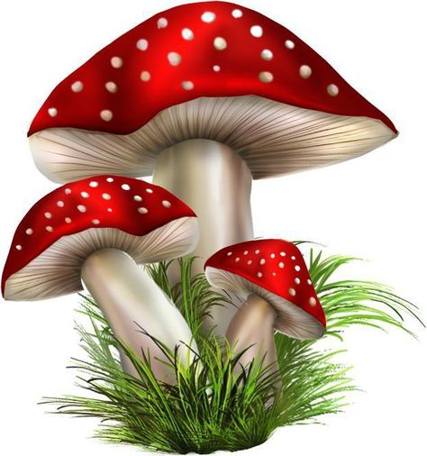 Toadstools Art, Cute Mushroom Drawing, Mushrooms Drawing, Mushroom Drawings, Drawings For Kids, Red Mushrooms, Art Mushroom, Mushroom Pictures, Mushroom Drawing