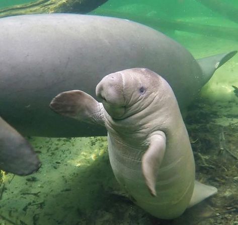 Baby Manatee