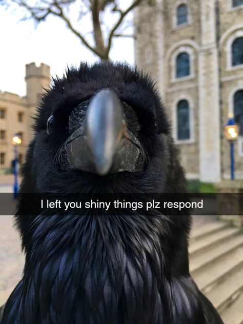 Rebecca Core, Crows Ravens, Silly Animals, Funny Animal Memes, Crows, Funny Animal, Cute Little Animals, Ravens, Animal Memes