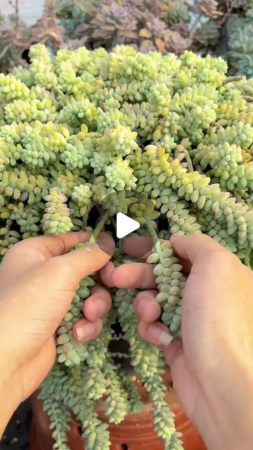 Donkey Tail Succulent, Propagate Succulents From Leaves, Propagate Succulents, Propagating Succulents, Succulent Garden, Succulents Garden, My Youtube Channel, Planting Succulents, Garden Inspiration