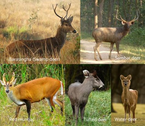 Deer Types, Tufted Deer, Types Of Deer, Muntjac Deer, Sambar Deer, Water Deer, Deer Crossing, Animal Ideas, Fallow Deer