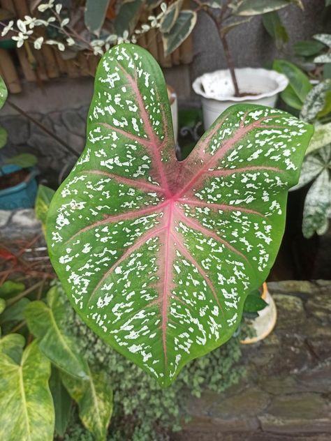 Caladium bicolor is a large houseplant known for its heart or lance-shapwed leaves with pink blotching. It is seen to have a bilateral symmetry pattern. In a biological perspective, the bilaterial pattern may help the plant maintain homestatis, development and stability. Bilateral Symmetry In Nature, Bilateral Symmetry, Reference Photos For Artists, Symmetry Pattern, Reference Photos, Patterns In Nature, Flowers Nature, The Plant, House Plants