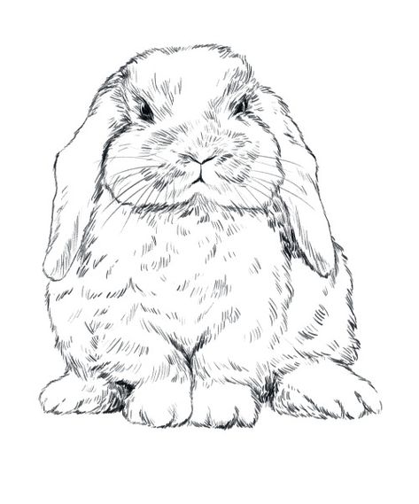 Holland Lop Bunny Tattoo, Mini Lop Bunny Tattoo, Realistic Bunny Drawing, Lop Rabbit Drawing, Holland Lop Drawing, Lop Bunny Drawing, Holland Lop Tattoo, Cute Bunny Sketch, Drawing A Bunny