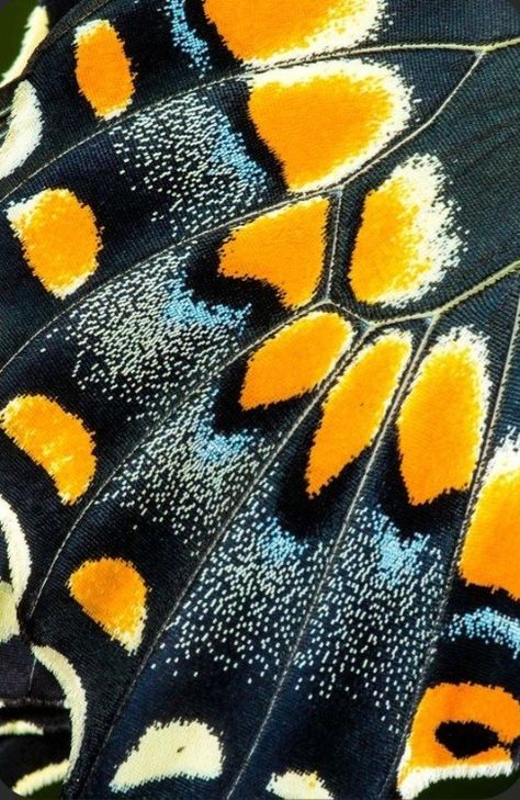 Butterfly Wing Zoom In, Macro Butterfly Wing, Zoomed In Butterfly Wing, Butterfly Close Up, Butterfly Wing Wallpaper, Butterfly Core Aesthetic, Butterfly Wings Aesthetic, Macro Butterfly, Insect Art Projects